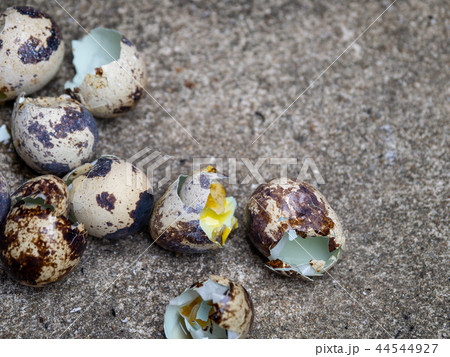 close up of quail eggs shell on the cement floor close up of quail eggs shell on the cement floor 44544927