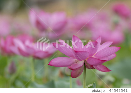 蓮の花  44545541