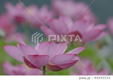 蓮の花 蓮の花 44545554