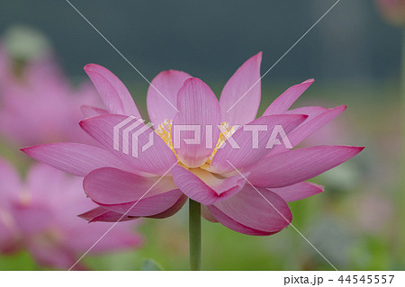 蓮の花  44545557