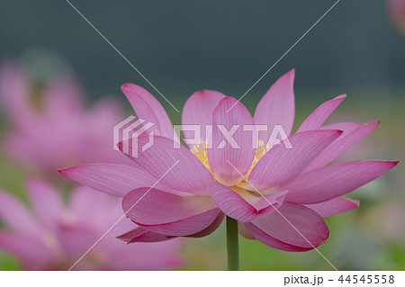 蓮の花 蓮の花 44545558