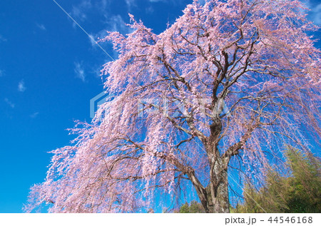 光岩寺の枝垂れ桜 44546168
