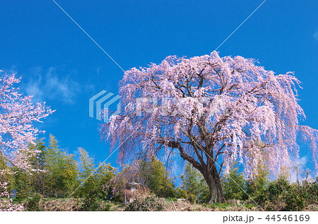 光岩寺の枝垂れ桜 44546169