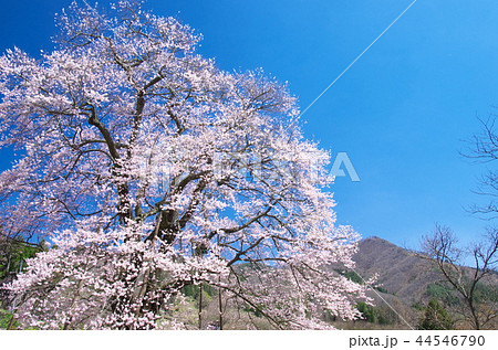 一本桜 - 秋山の駒桜 44546790