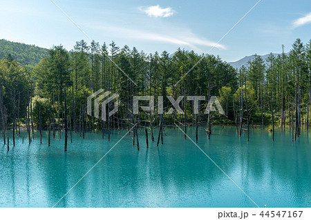 青い池 美瑛 夏 青い池 美瑛 夏 44547167