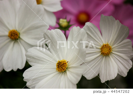 あしかがフラワーパークのコスモス(2) 44547202