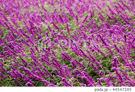 見ごろを迎えたアメジストセージ(3) 見ごろを迎えたアメジストセージ(3) 44547205