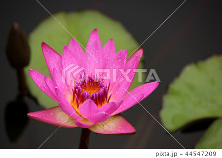 ピンク色の熱帯性スイレン(1) ピンク色の熱帯性スイレン(1) 44547209