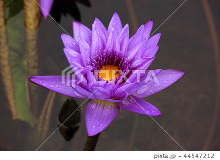 紫色の熱帯性スイレン(3) 44547212
