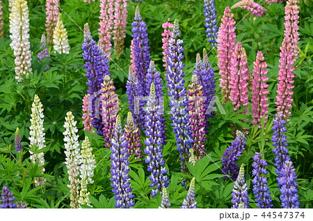 ルピナス 44547374