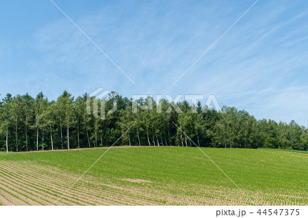 夏のカラマツ林 美瑛 夏のカラマツ林 美瑛 44547375