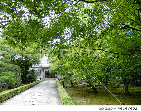 相国寺 承天閣美術館への道 青もみじ 相国寺 承天閣美術館への道 青もみじ 44547402