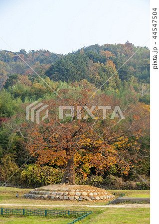 慶北 韓国 旅行 44547504