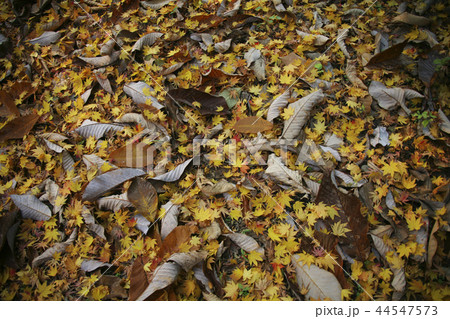 慶北 韓国 旅行 44547573