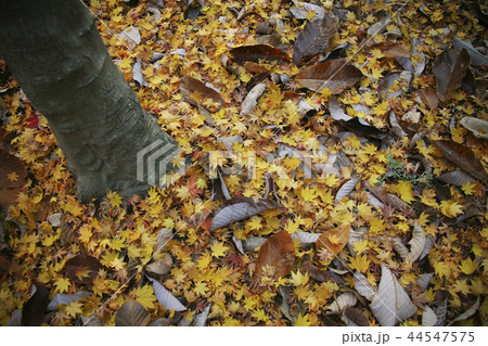 慶北 韓国 旅行 44547575