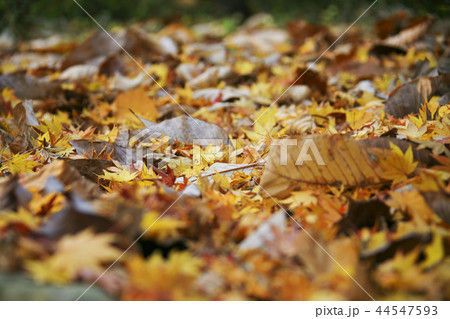 慶北 韓国 旅行 44547593