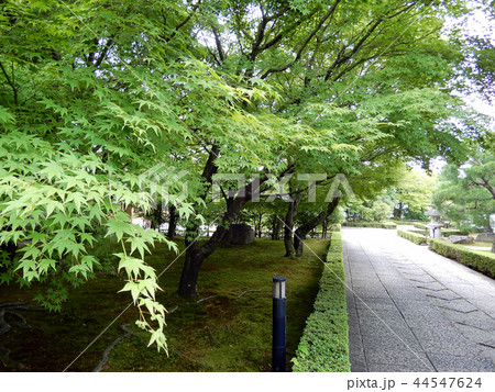 相国寺 承天閣美術館の道 青もみじ 相国寺 承天閣美術館の道 青もみじ 44547624