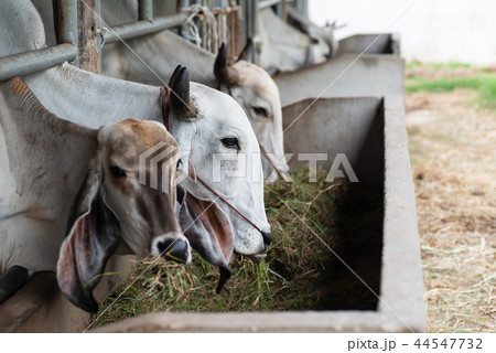 Cow eating grass in the cowshed 44547732