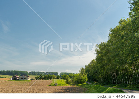 白樺並木　美瑛　夏 44547898