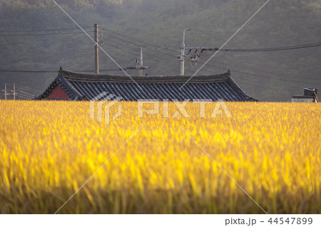 慶北 韓国 旅行 44547899