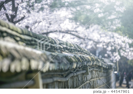 慶北 韓国 旅行 44547901