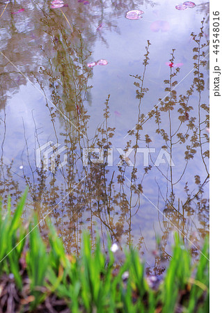 慶北 韓国 旅行 44548016