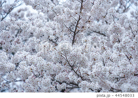 慶北 韓国 旅行 44548033