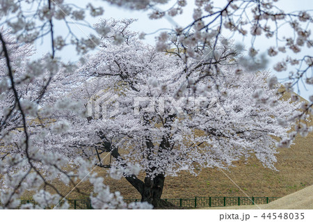 慶北 韓国 旅行 44548035