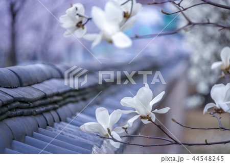 慶北 韓国 旅行 44548245