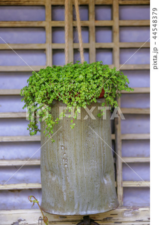 全羅南道 韓国 旅行 44548379