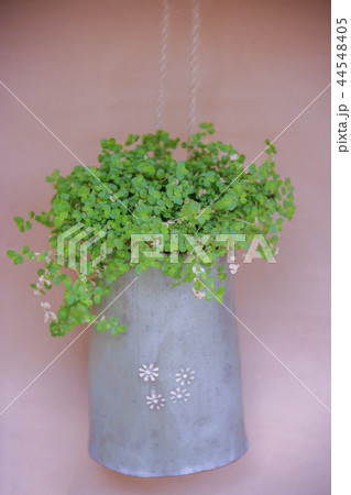 全羅南道 韓国 旅行 44548405