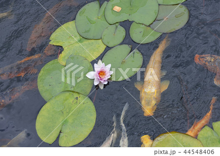 慶北 韓国 旅行 44548406