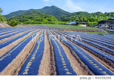 韓国 農村 畑 44549200