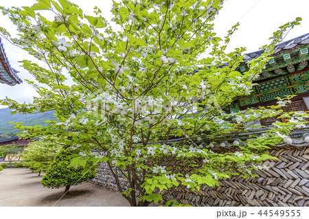 慶北 韓国 旅行 44549555