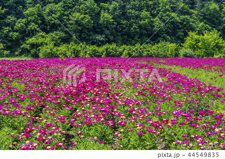 慶北 韓国 旅行 44549835