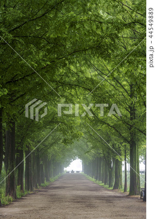 全羅南道 韓国 旅行 44549889
