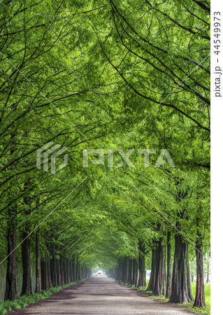 全羅南道 韓国 旅行 44549973