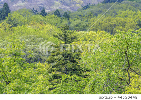 全羅南道 韓国 旅行 44550448
