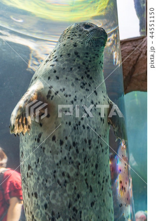 旭山動物園　アザラシ 44551150