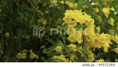 Close up yellow flowers in the garden. 44551364