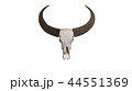 Head skull of buffalo isolated on white background 44551369