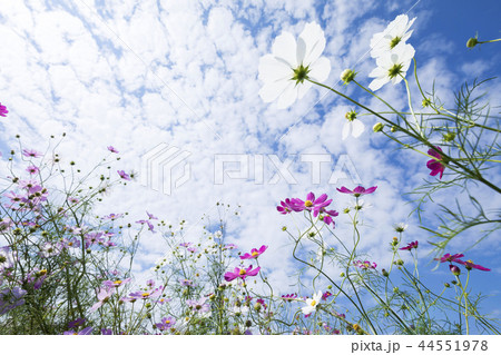 コスモス畑 コスモス畑 44551978
