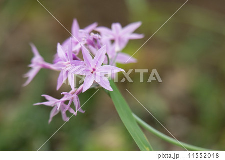 ルリフタモジ 44552048