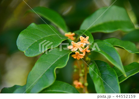 金木犀の花 44552159