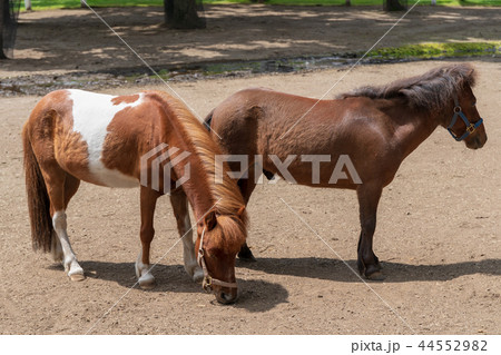 観光牧場の風景　馬 44552982