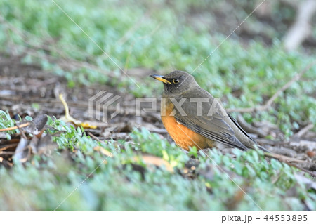 冬鳥(アカハラ) 冬鳥(アカハラ) 44553895