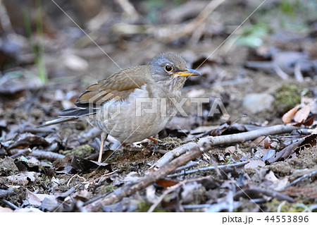 冬鳥(シロハラ) 44553896