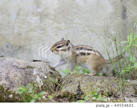 岩の上を渡り歩くエゾシマリス 44554635
