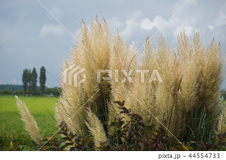 パンパスグラス 44554733