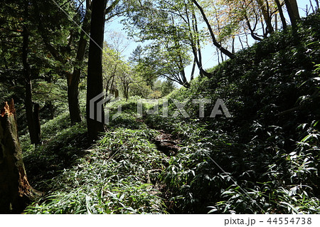 日光　中禅寺湖から半月峠へ登る登山道のうち半月峠到着直前の登山道 44554738